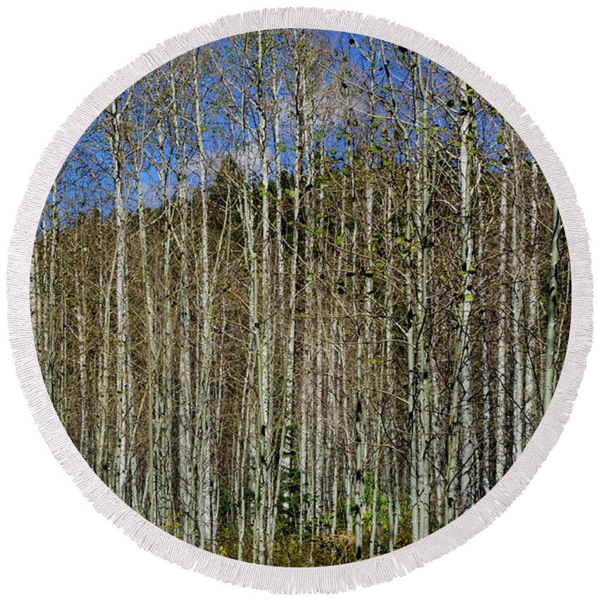 Trees Round Beach Towel featuring the photograph Aspen Forest by Tikvah's Hope