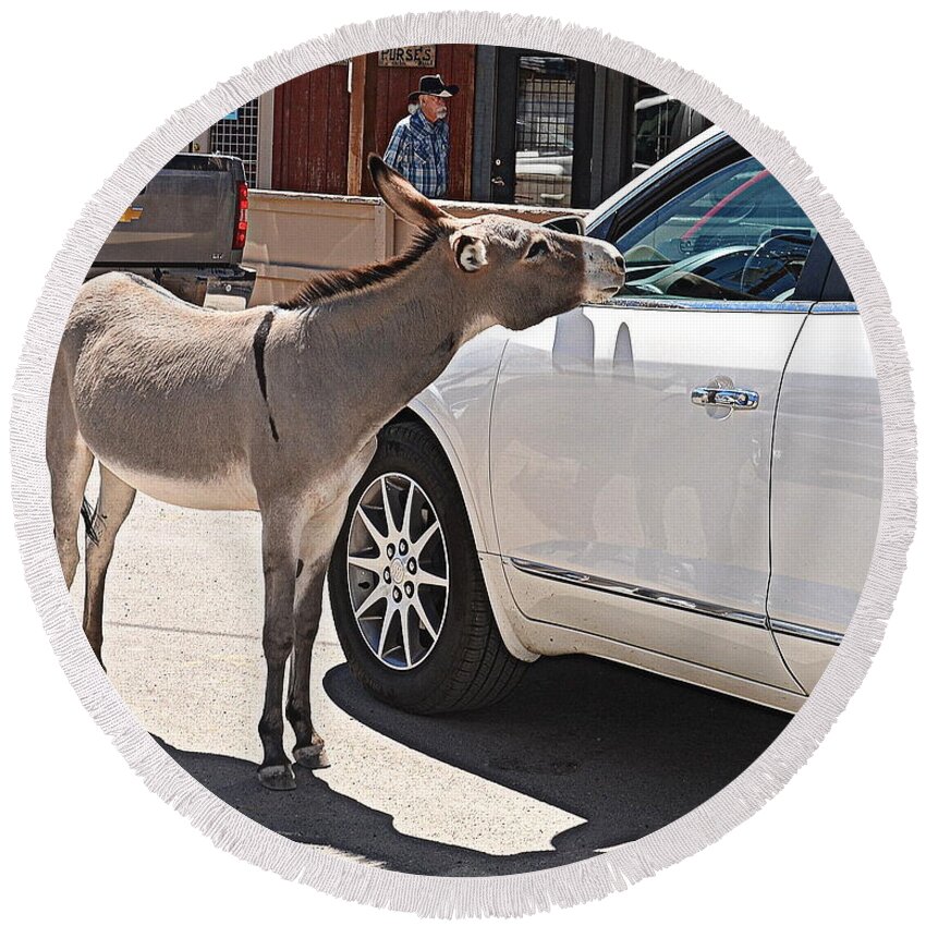 Burro Round Beach Towel featuring the photograph Burro Traffic Stop by Tru Waters