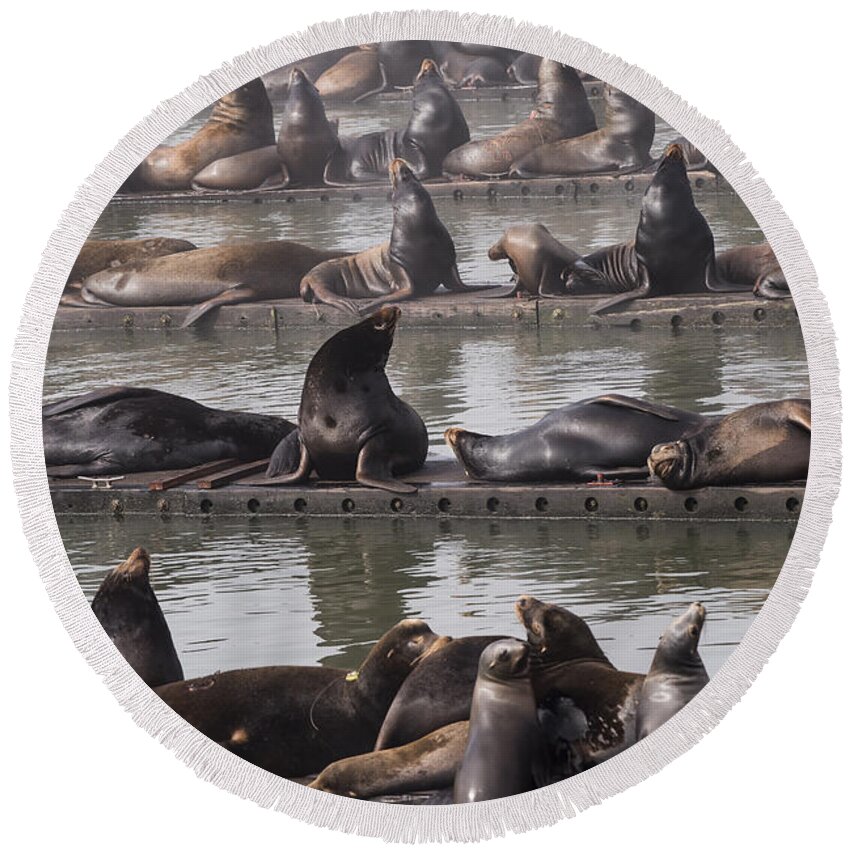 Animals Round Beach Towel featuring the photograph Astoria Sea Lions by Robert Potts