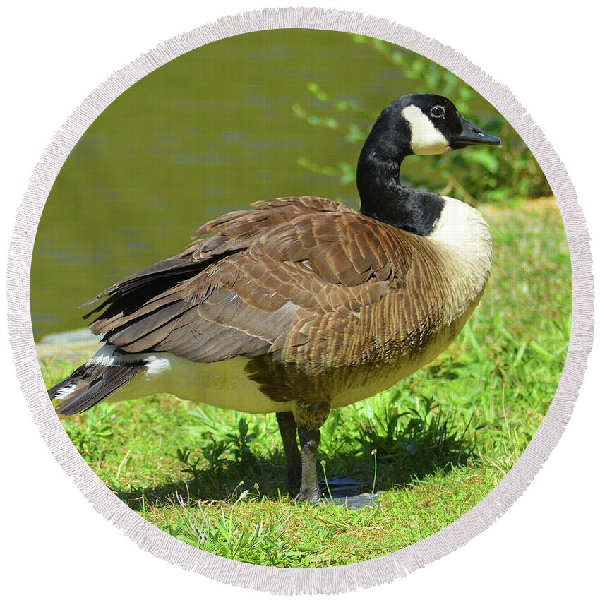 Canada Geese Round Beach Towel featuring the photograph At a Standstill by Kathy Kelly