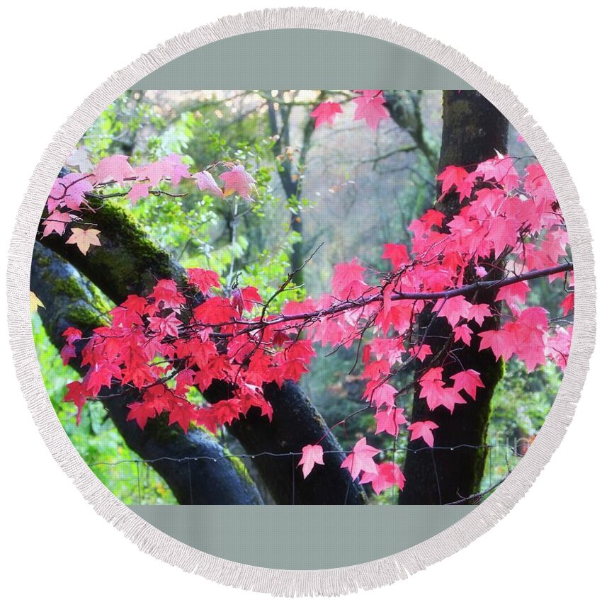 Red Maple Leaves Round Beach Towel featuring the photograph Auburn Maples in Fall by Gus McCrea