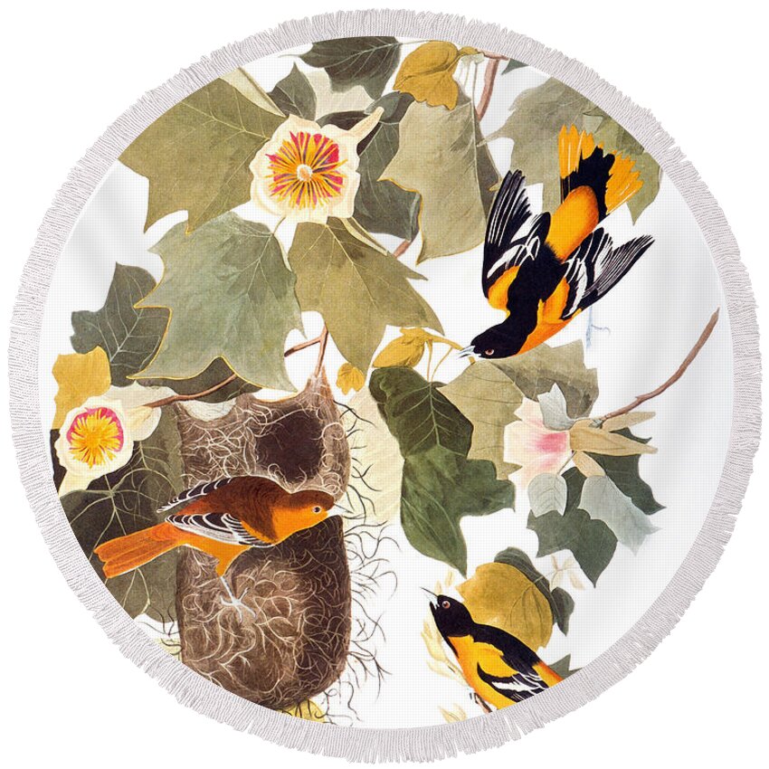 1838 Round Beach Towel featuring the photograph Audubon: Oriole by Granger