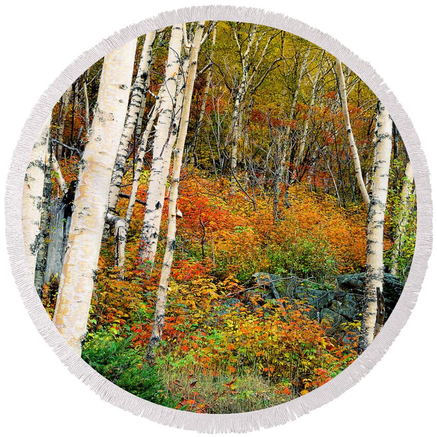 Adirondack Mountains Round Beach Towel featuring the photograph Autumn Birch by Frank Houck