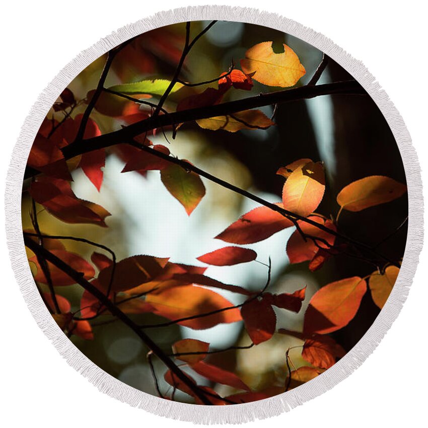 Fall Leaves Round Beach Towel featuring the photograph Autumn Changing by Mike Eingle