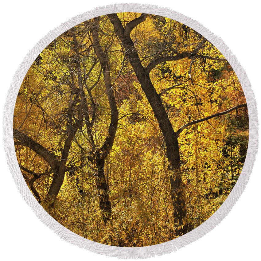 Landscape Round Beach Towel featuring the photograph Autumn Cottonwood Thicket by Ron Cline