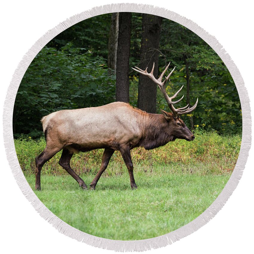 Bull Round Beach Towel featuring the photograph Autumn Elk by Andrea Silies