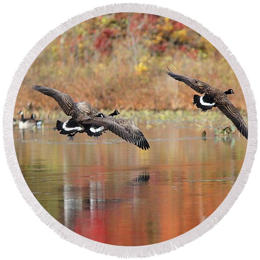 Geese Round Beach Towel featuring the photograph Autumn Flight - Canada Geese by Linda Crockett