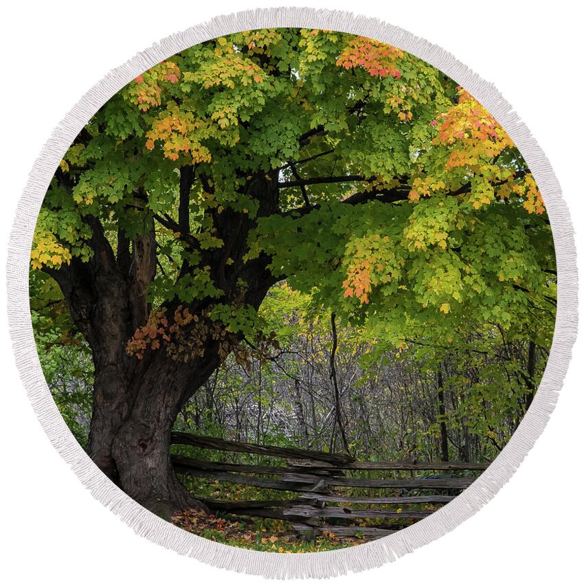 Maple Round Beach Towel featuring the photograph Autumn Maple Tree by Bianca Nadeau