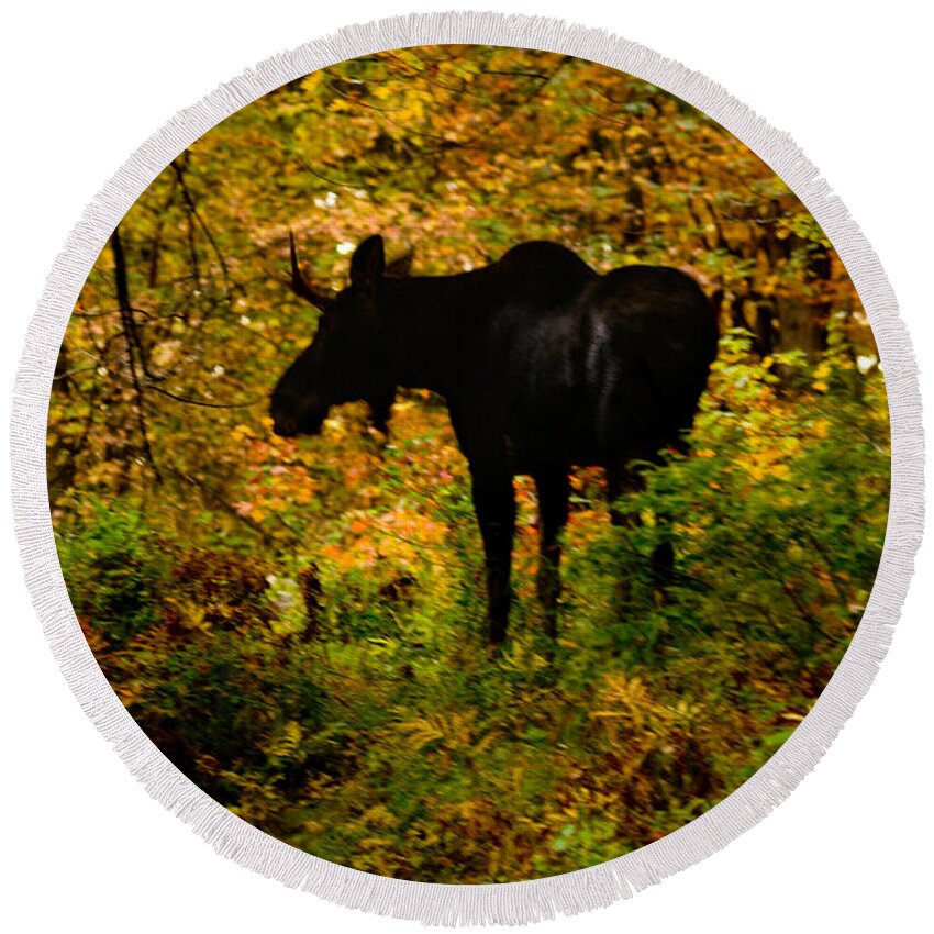 Moose Round Beach Towel featuring the photograph Autumn Moose by Brent L Ander