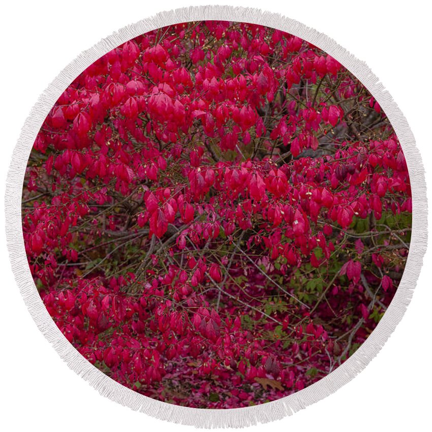 Autumn Round Beach Towel featuring the photograph Autumn Red Hedge by Irwin Barrett