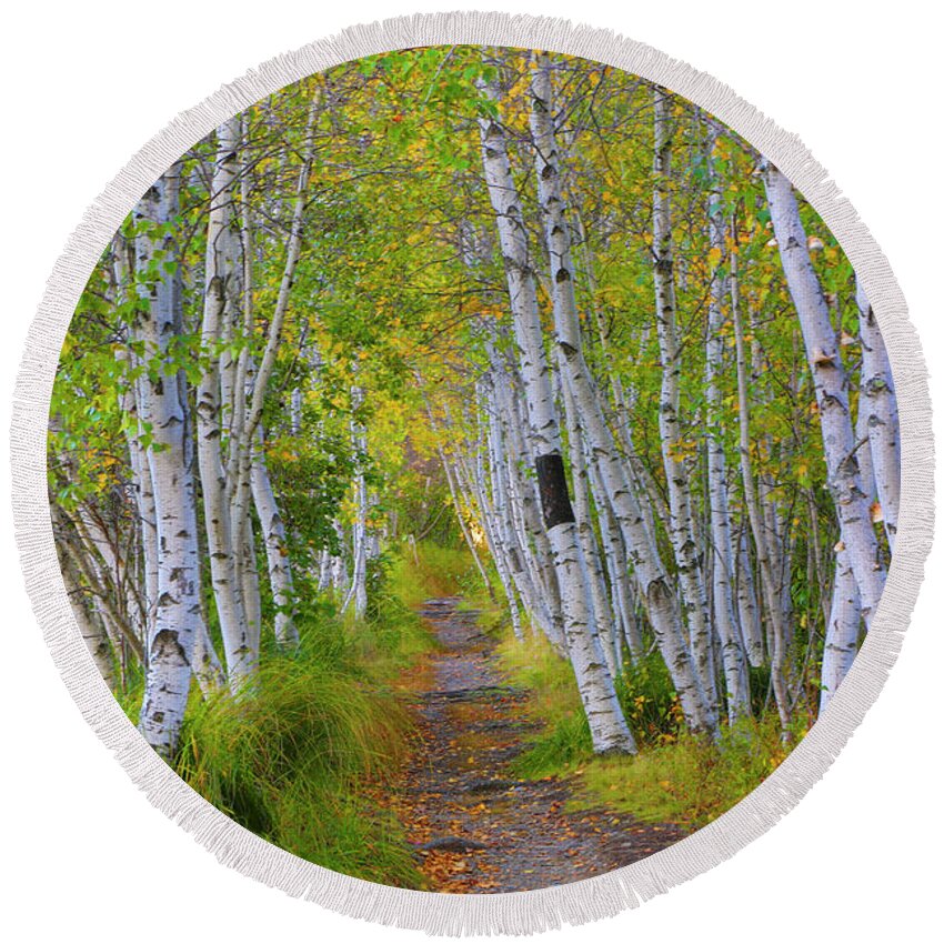 Birch Round Beach Towel featuring the photograph Avenue of Birches by Nancy Dunivin