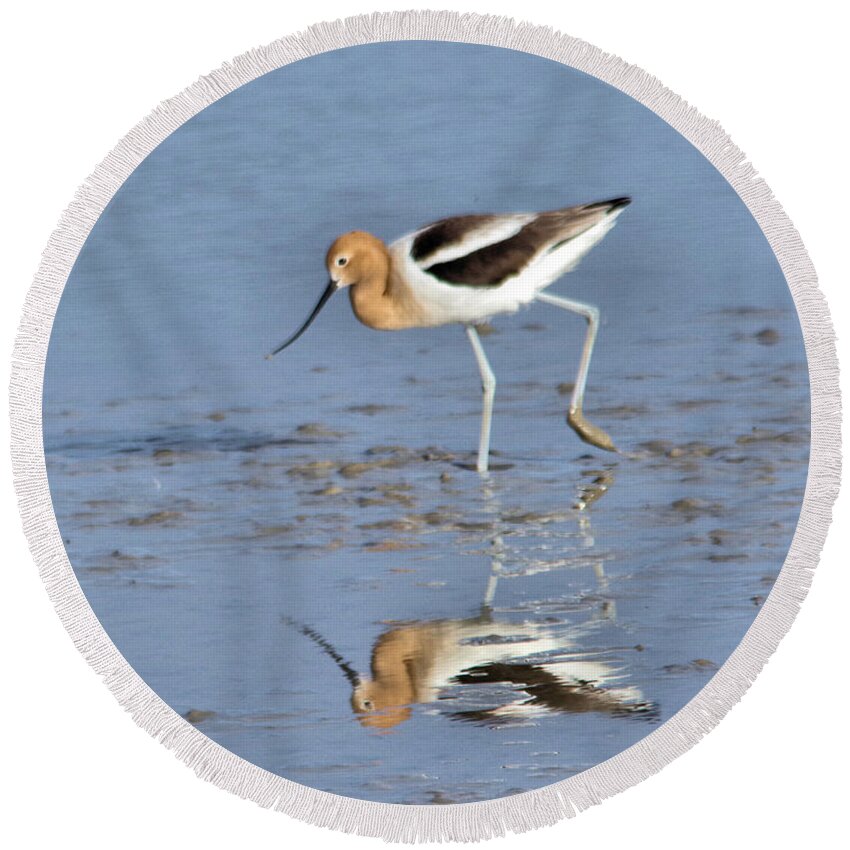  Bird Round Beach Towel featuring the photograph Avocet and reflection by Jeff Swan