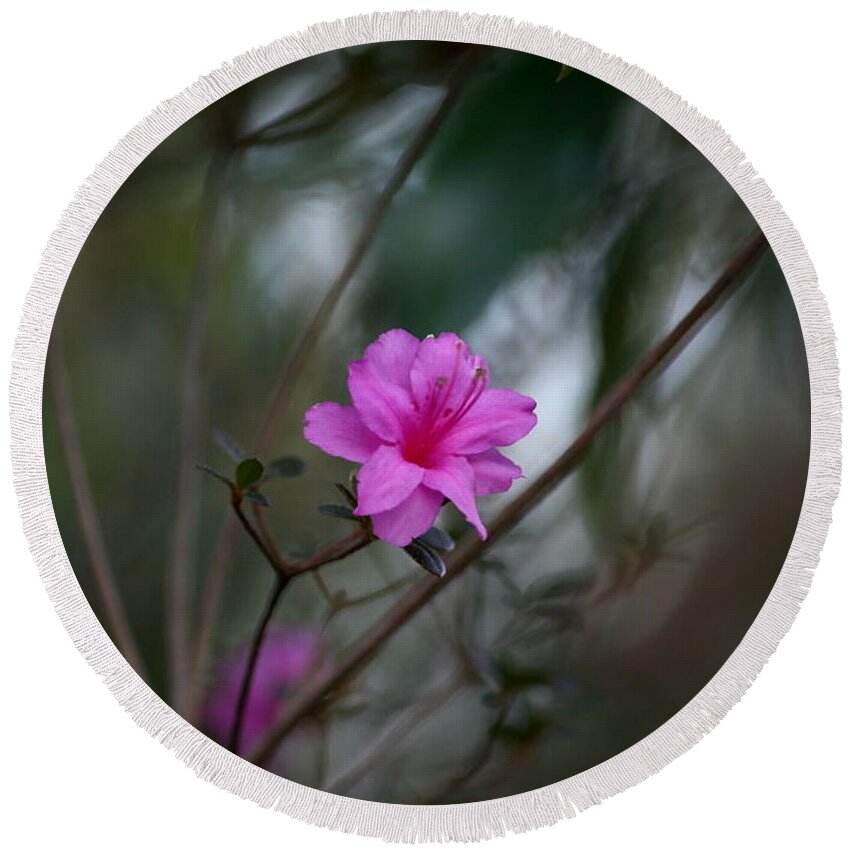 Flowers Round Beach Towel featuring the photograph Azalea late in the Afternoon by Cathy Harper
