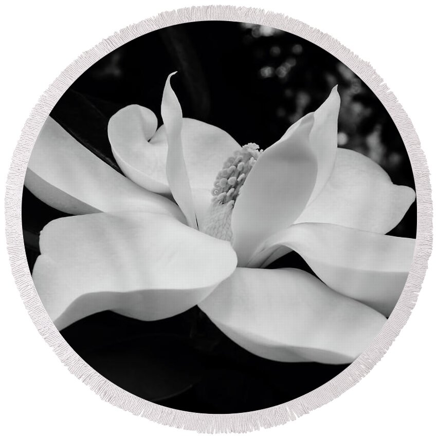 Magnolia Round Beach Towel featuring the photograph B W Magnolia Blossom by D Hackett