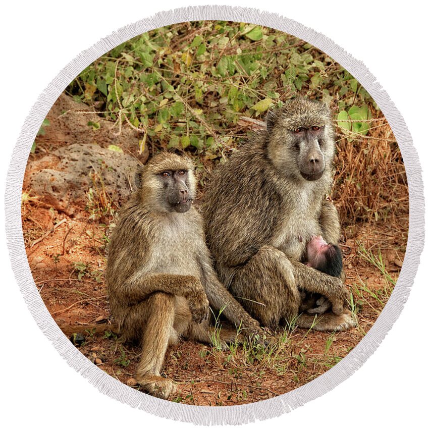 Africa Round Beach Towel featuring the photograph Baboon Family in Kenya by Mitchell R Grosky