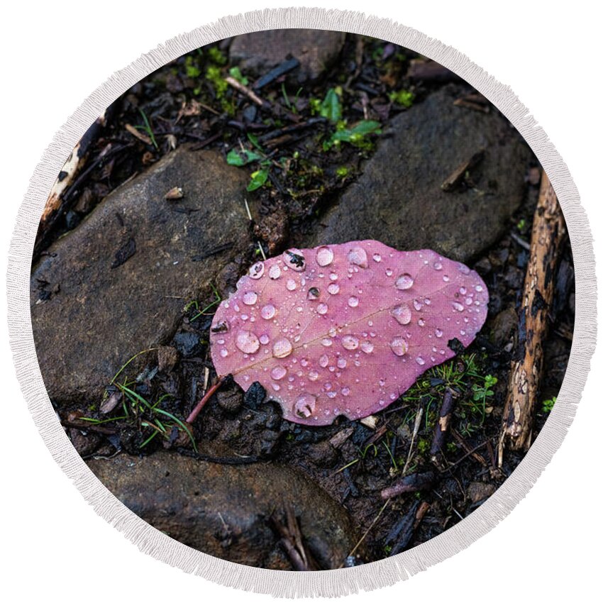 Magenta Round Beach Towel featuring the photograph Baby Blue Gum leaf by Anthony Davey