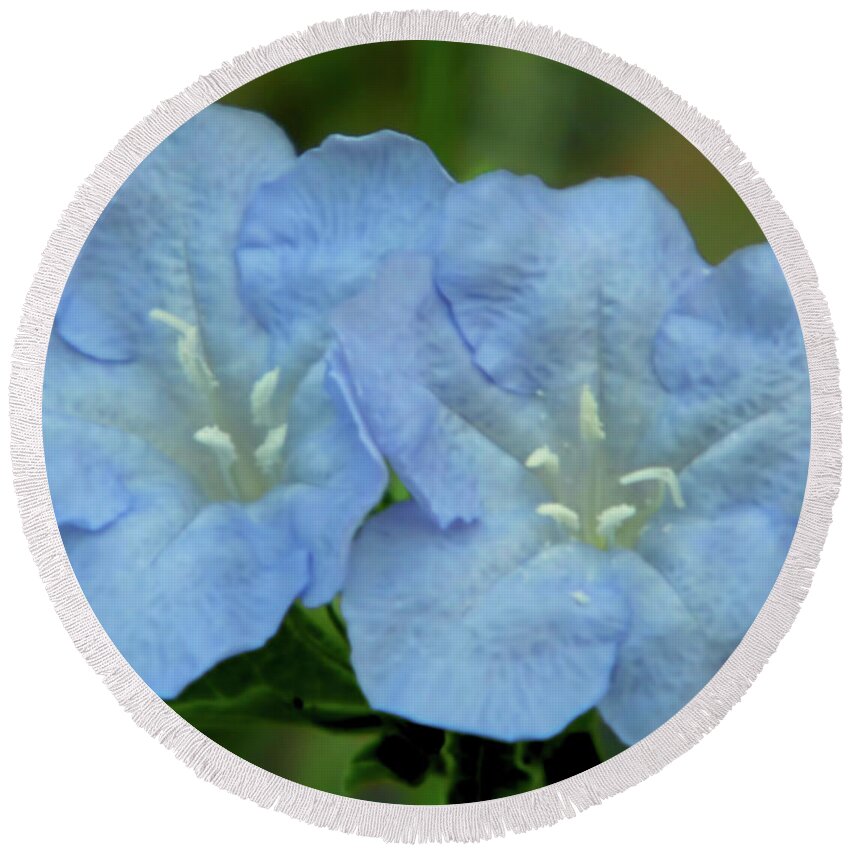 Wild Petunia Round Beach Towel featuring the photograph Baby Blues by D Hackett
