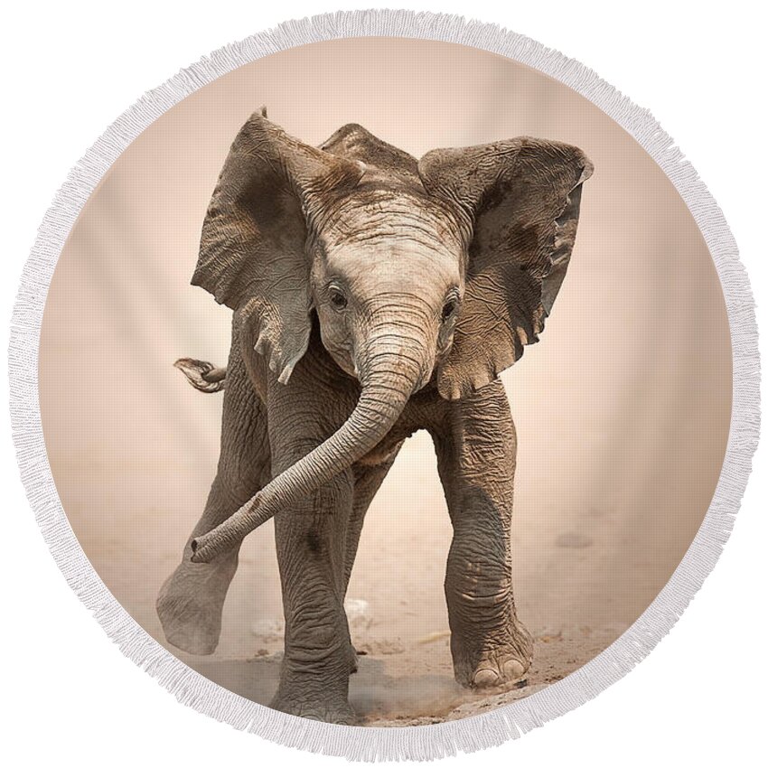 Elephant Round Beach Towel featuring the photograph Baby Elephant mock charging by Johan Swanepoel