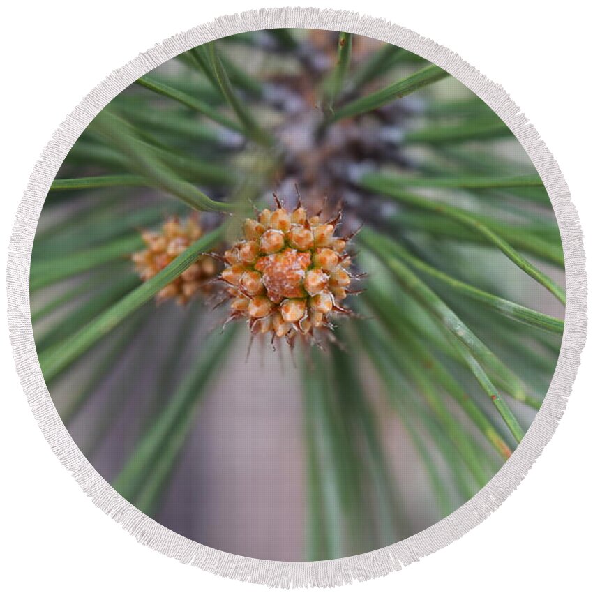Baby Round Beach Towel featuring the photograph Baby Pine Cone Home Divide CO by Margarethe Binkley