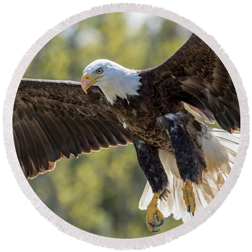 Ontario Round Beach Towel featuring the photograph Backlit Eagle by Ian Sempowski