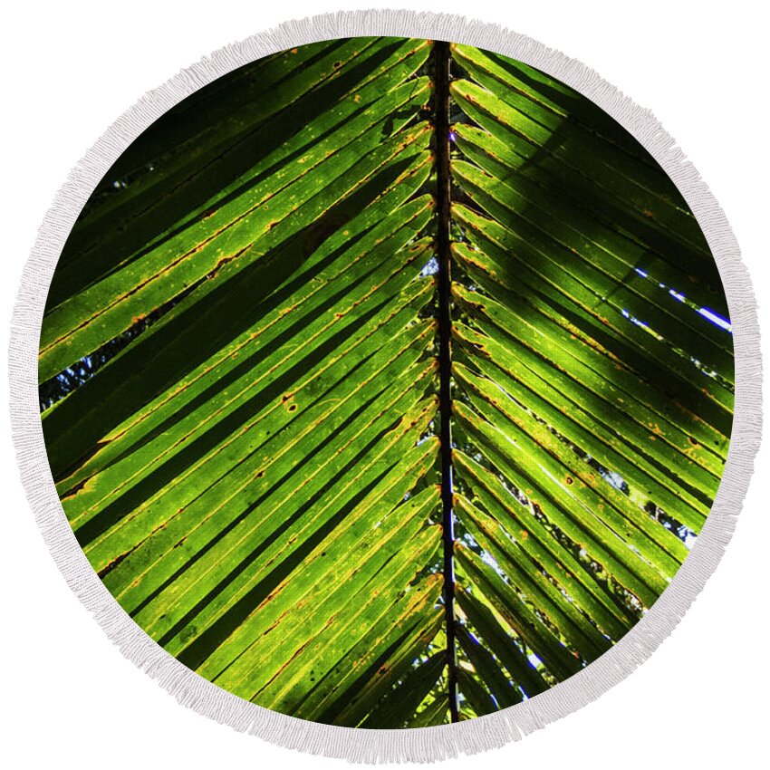 Backlit Palm Leaf Round Beach Towel featuring the photograph Backlit Palm Leaf in Jamaica by David Oppenheimer