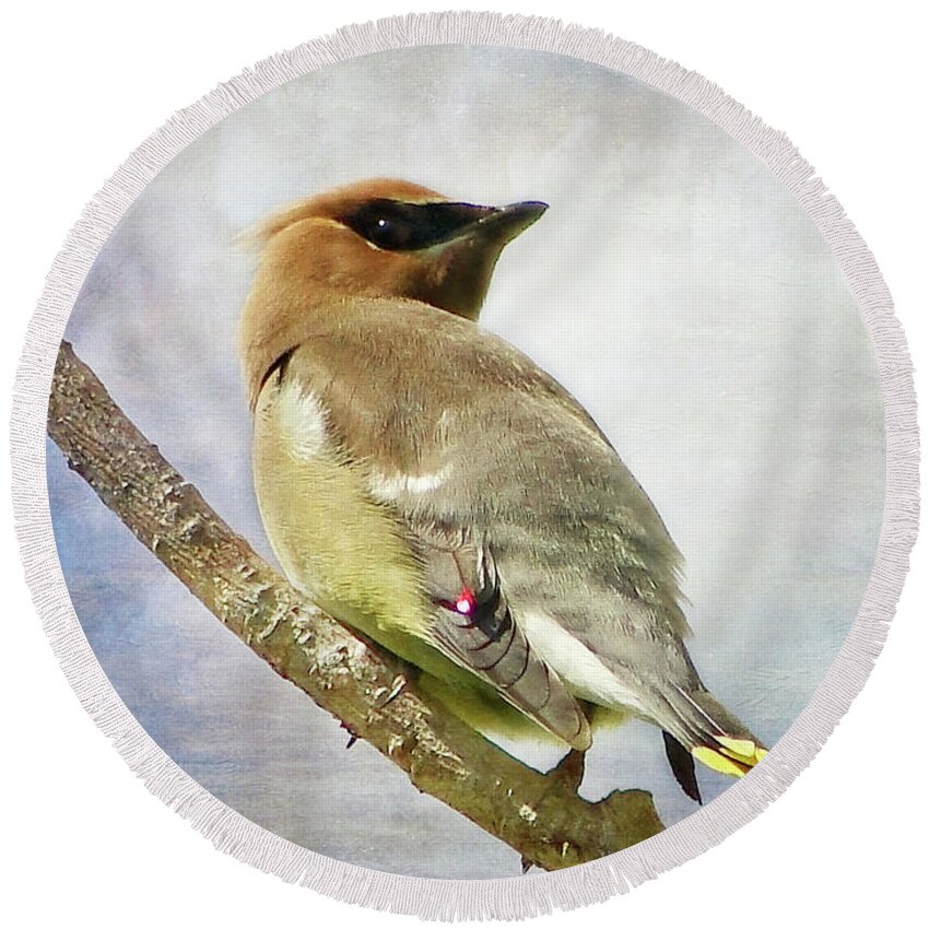 Waxwing Round Beach Towel featuring the photograph Backward Glance by Blair Wainman