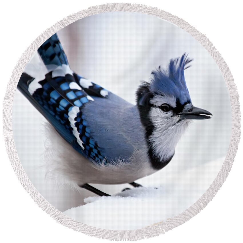 Blue Jay' Round Beach Towel featuring the photograph Bad feather day by Al Mueller