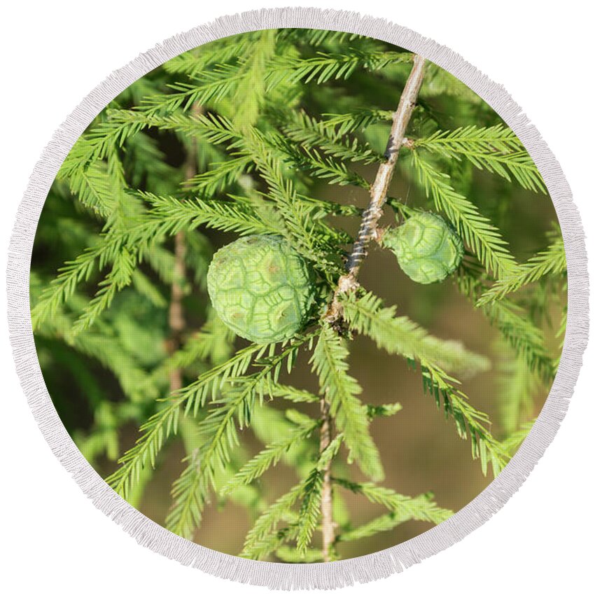 Bald Cypress Round Beach Towel featuring the photograph Bald Cypress Seed Cone by Jennifer White