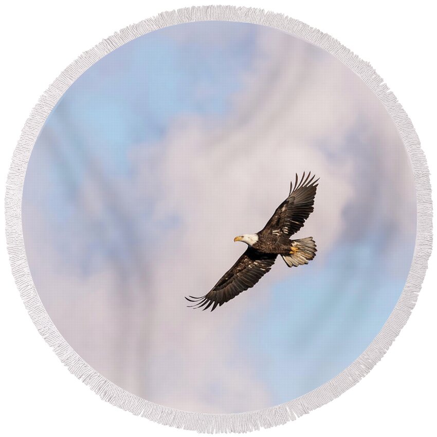 American Bald Eagle Round Beach Towel featuring the photograph Bald Eagle 2017-5 by Thomas Young