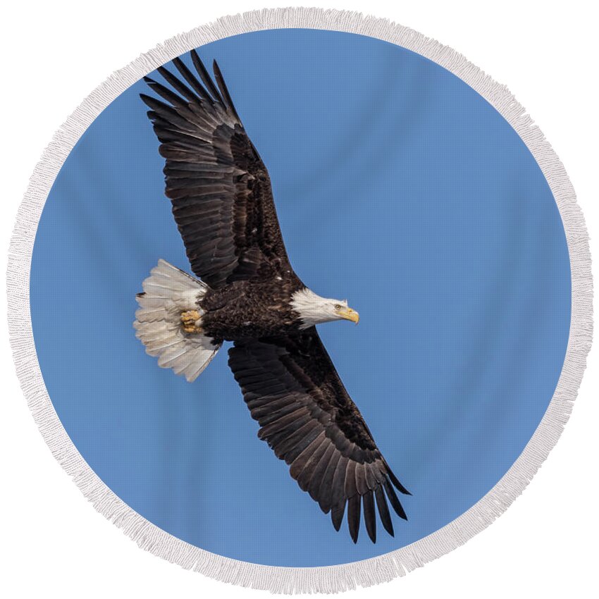American Bald Eagle Round Beach Towel featuring the photograph Bald Eagle 2018-1 by Thomas Young