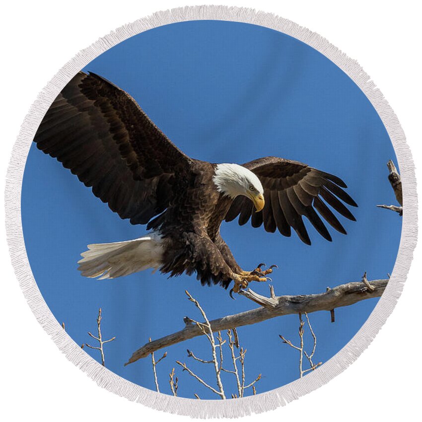 Bald Eagle Round Beach Towel featuring the photograph Bald Eagle at Touch Down by Tony Hake