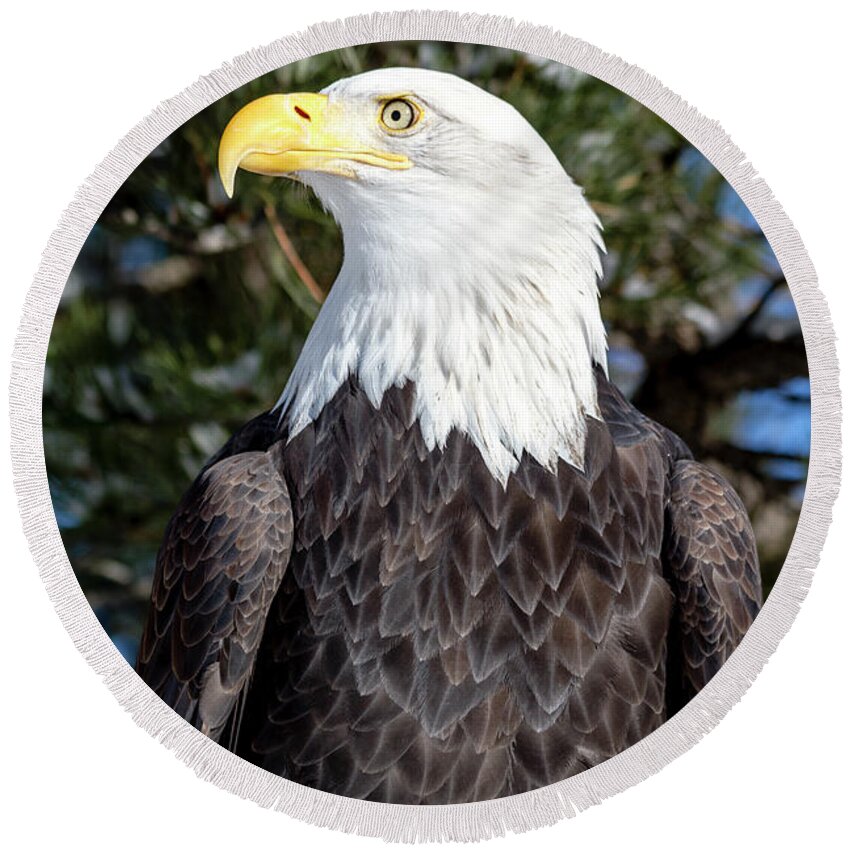 American Freedom Symbol Round Beach Towel featuring the photograph Bald Eagle In Tree by Teri Virbickis