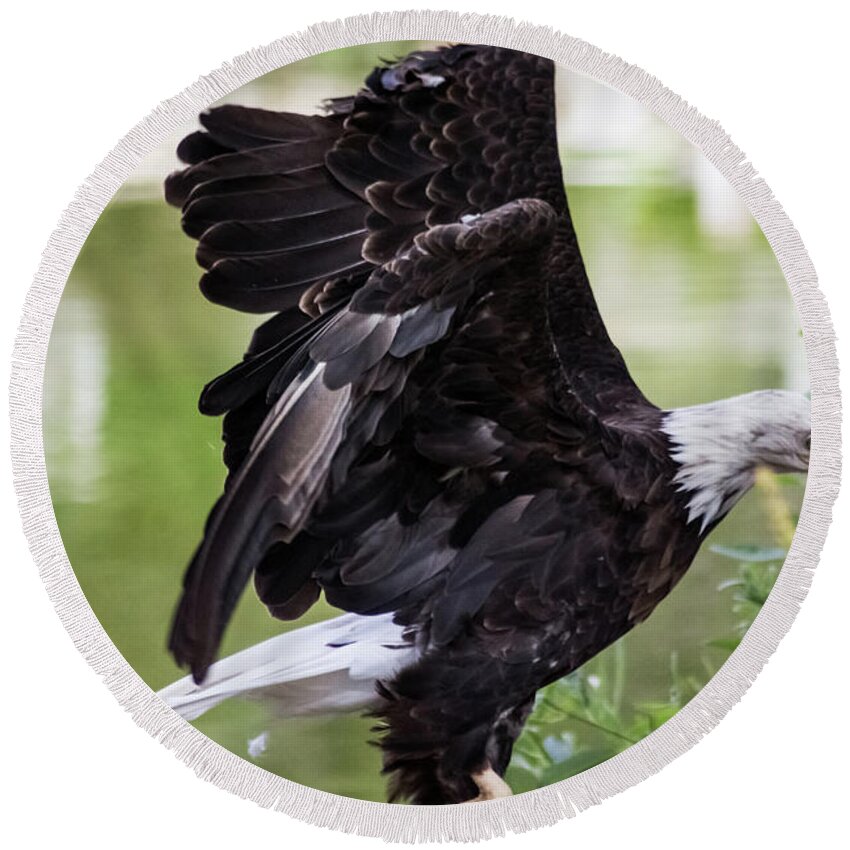 Bald Eagle Round Beach Towel featuring the photograph Bald Eagle Lifting Off by Suzanne Luft