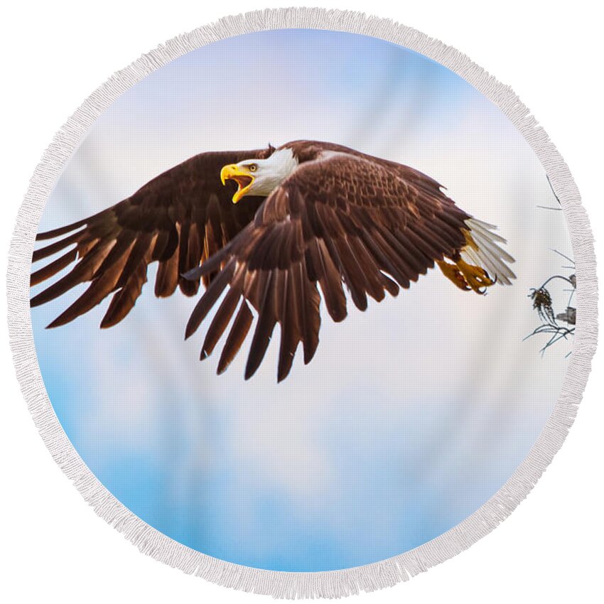 Eagle Round Beach Towel featuring the photograph Bald Eagle by Mark Andrew Thomas