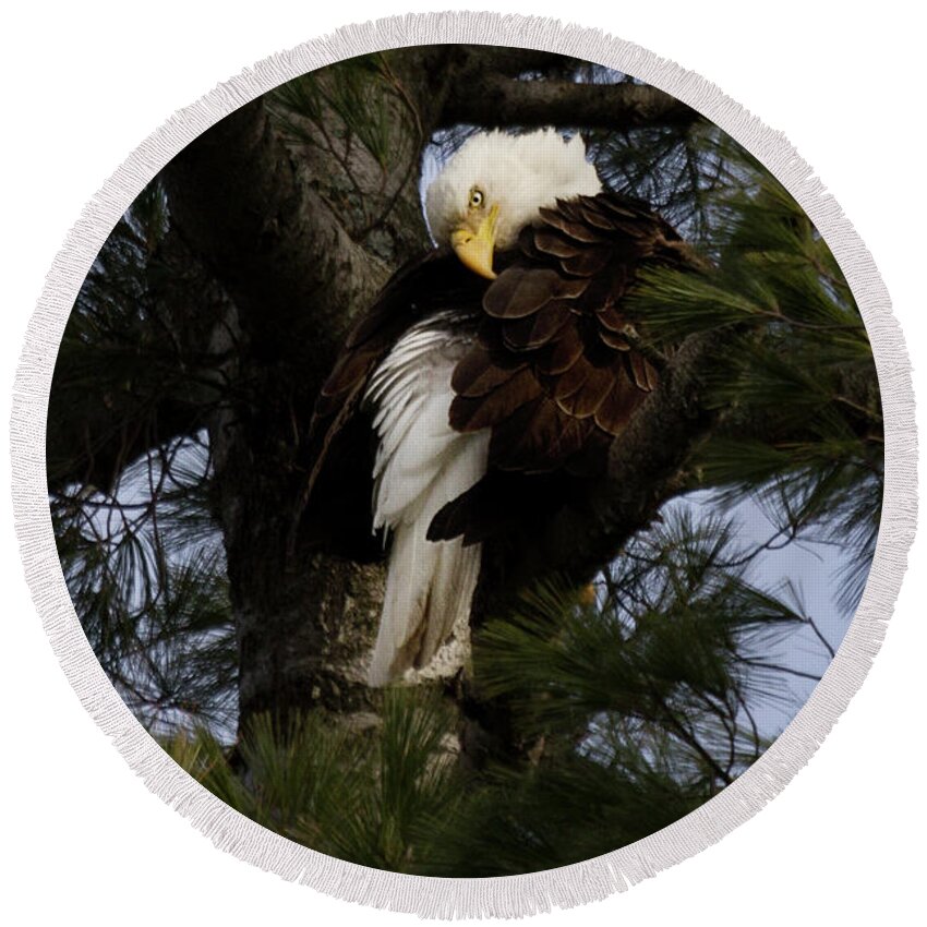 Maine Wildlife Round Beach Towel featuring the photograph Bald Eagle by Sharon Fiedler
