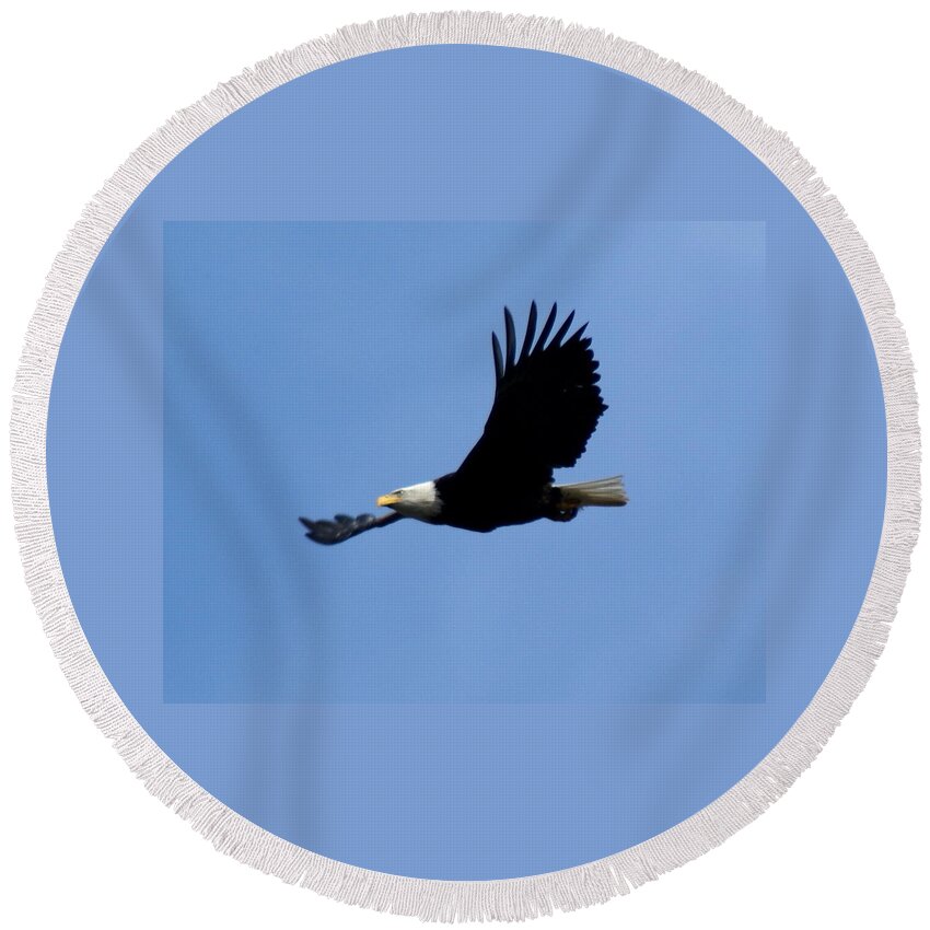 Spokane Round Beach Towel featuring the photograph Bald Eagle Soaring High by Ben Upham III