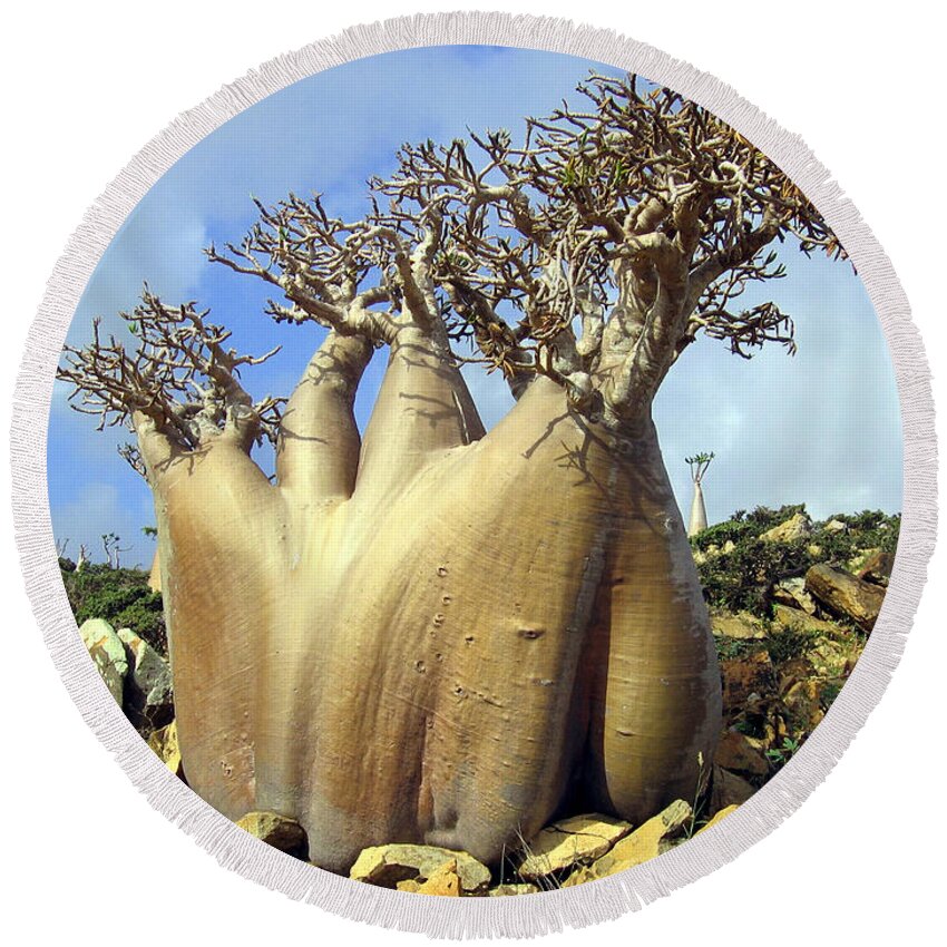 Baobab Tree Round Beach Towel featuring the photograph Baobab Tree by Jackie Russo