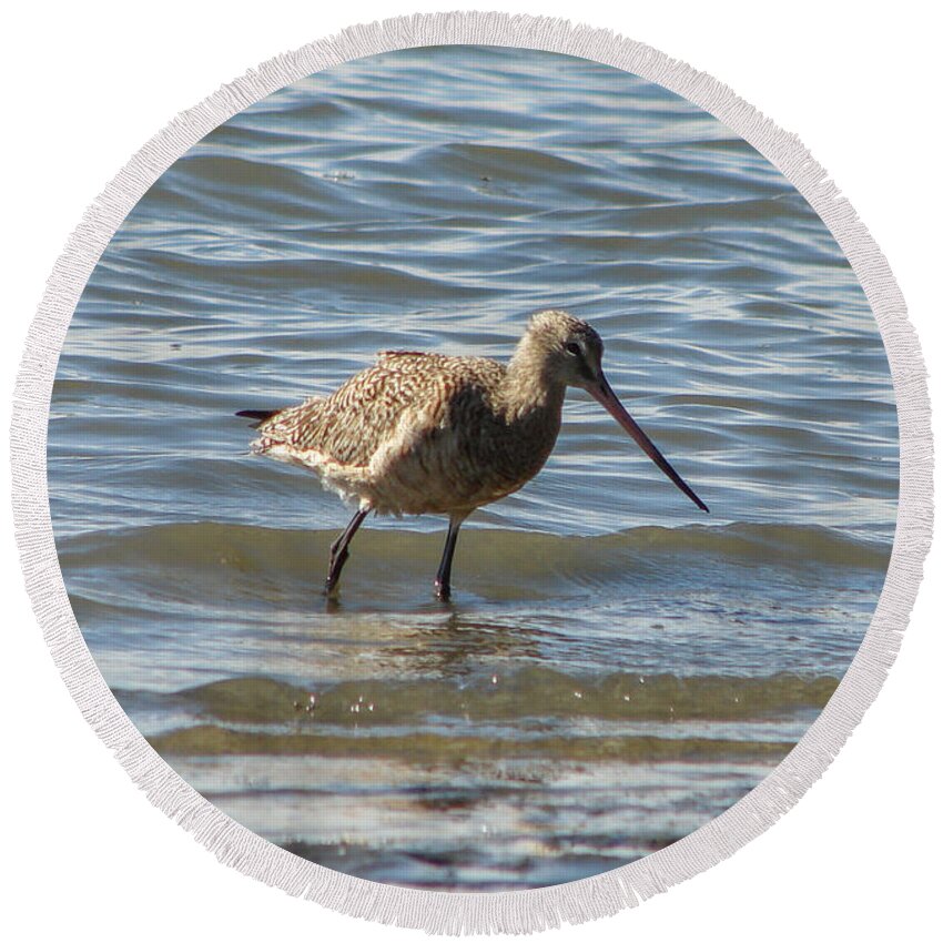 Birds Round Beach Towel featuring the photograph Bar-tailed Godwit by Carl Moore