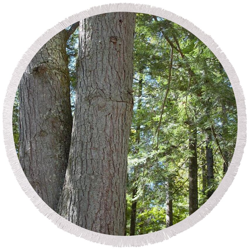 Trees Round Beach Towel featuring the photograph Bark by Ali Baucom