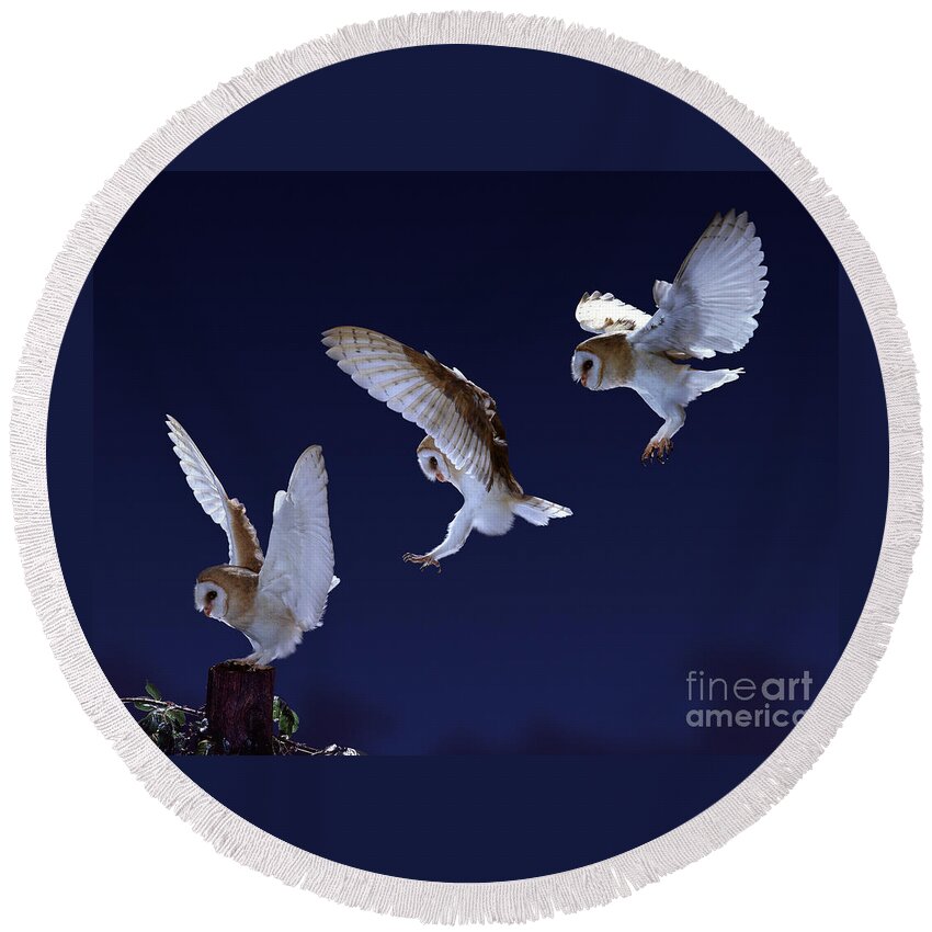 Barn Owl Round Beach Towel featuring the photograph Barn Owl alighting triple image by Warren Photographic