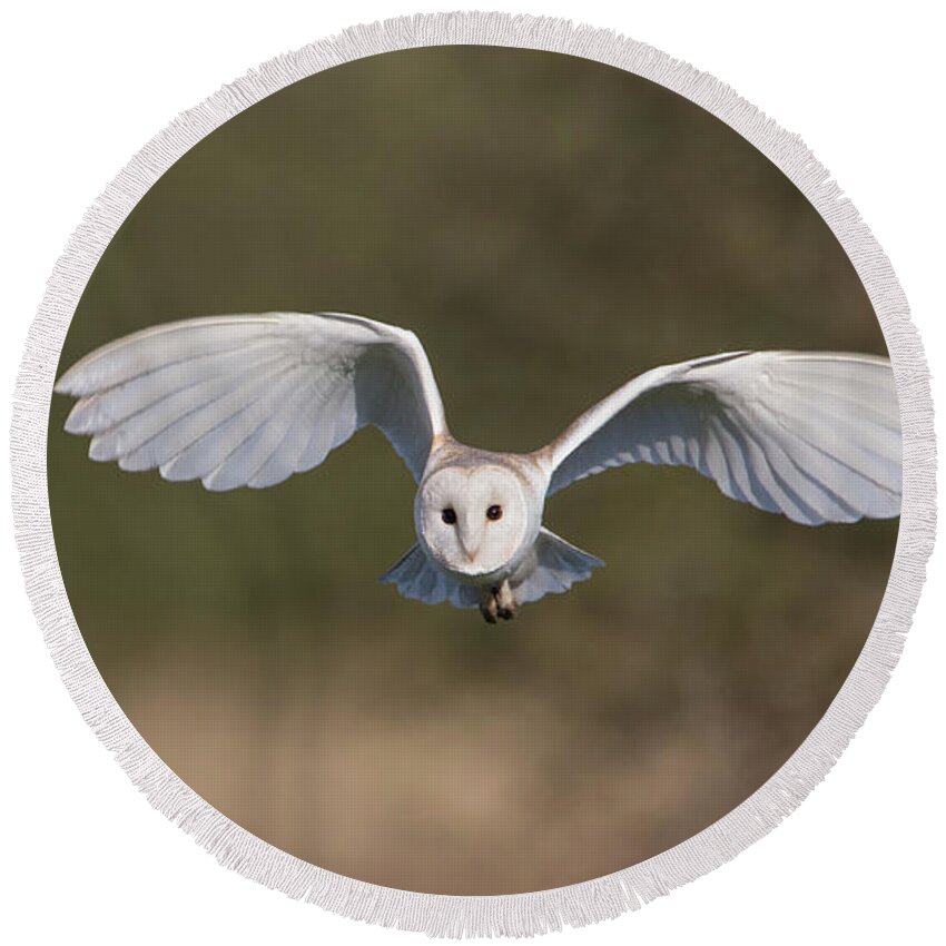 Barn Owl Round Beach Towel featuring the photograph Barn Owl Approaching by Pete Walkden