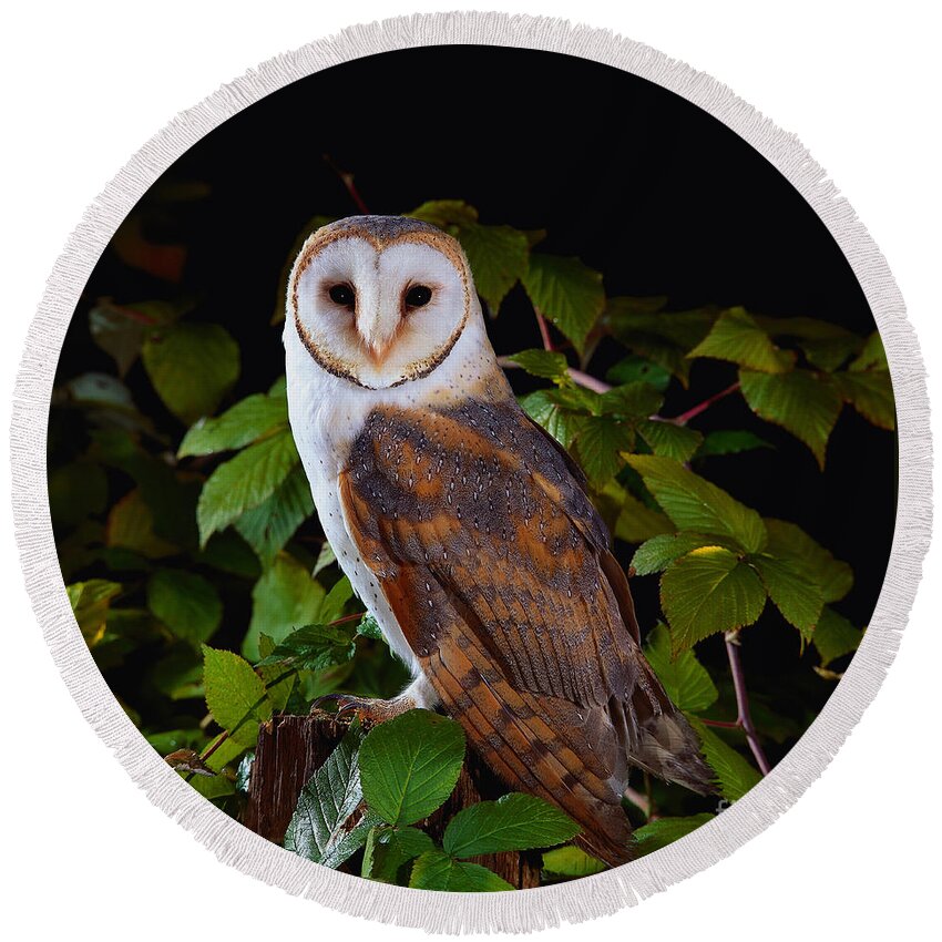 Barn Owl Round Beach Towel featuring the photograph Barn Owl by Manfred Danegger