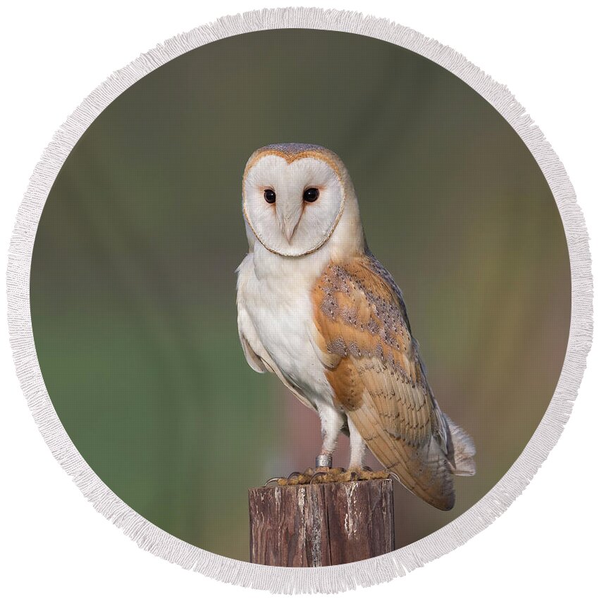 Barn Round Beach Towel featuring the photograph Barn Owl Perched by Pete Walkden