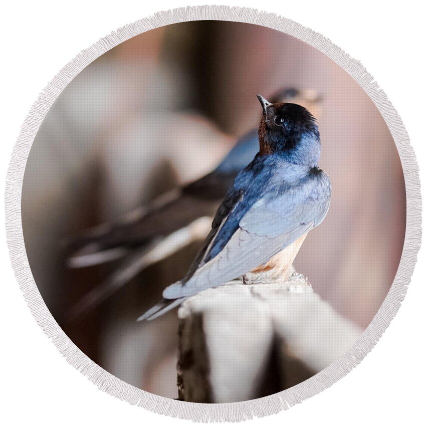 Barn Swallows Round Beach Towel featuring the photograph Barn Swallows by Holden The Moment