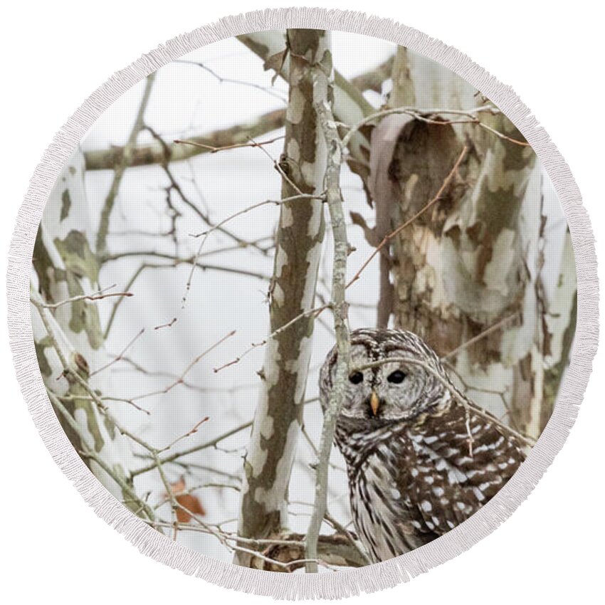 Owl Round Beach Towel featuring the photograph Barred Owl by Holly Ross