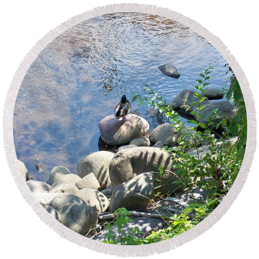 Ducks Round Beach Towel featuring the photograph Basking On A Rock by Maxine Billings