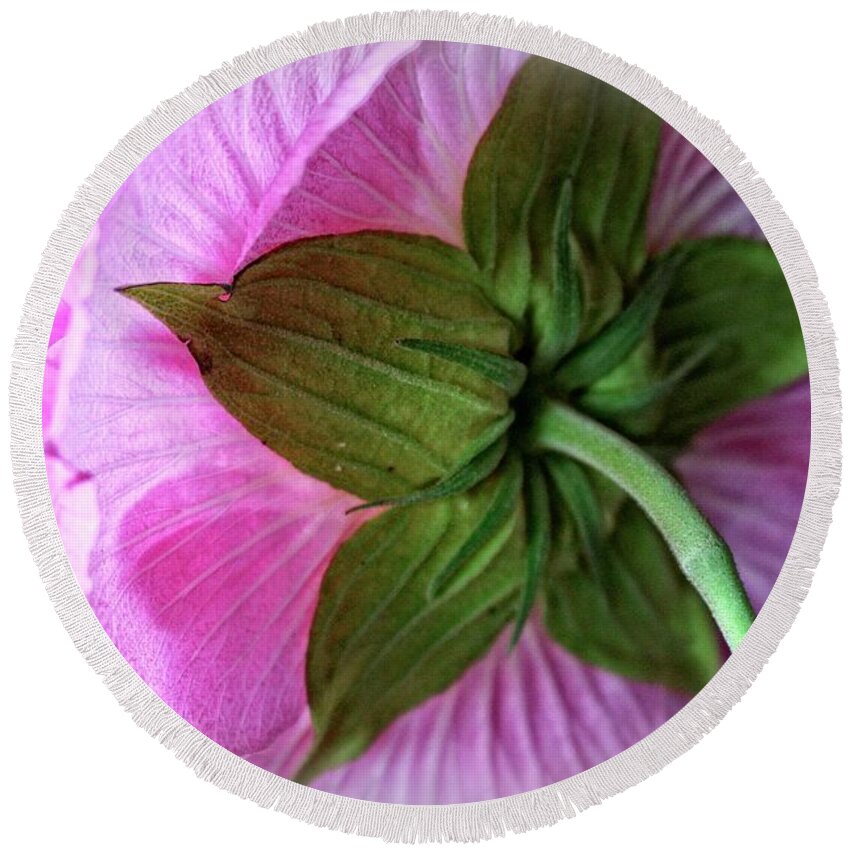 Flower Round Beach Towel featuring the photograph Bathed in Pink by Ella Kaye Dickey