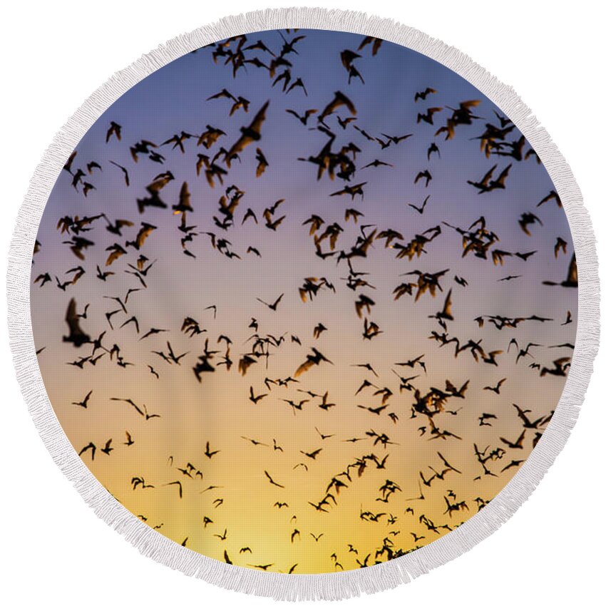 Bats Round Beach Towel featuring the photograph Bats at Bracken Cave by Michael Tidwell