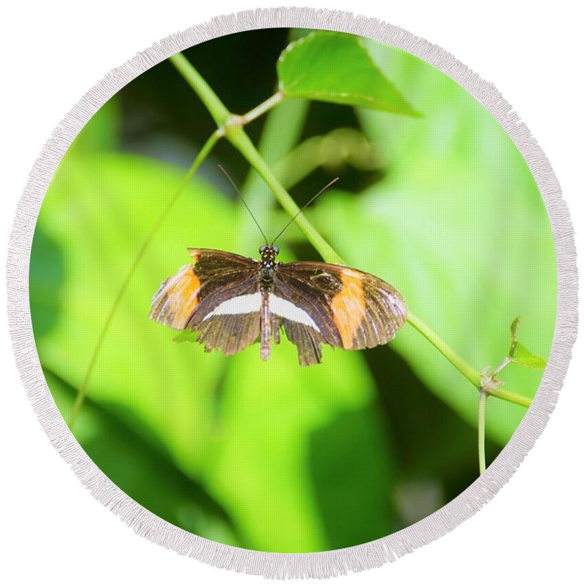 Cleveland Ohio Butterfly Round Beach Towel featuring the photograph Battle-worn Survivor by Merle Grenz