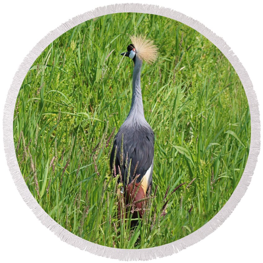 East African Crowned Crane Round Beach Towel featuring the photograph Baxter by Michiale Schneider
